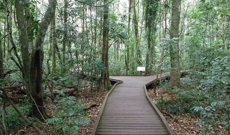 Victoria Park boardwalk, Victoria Park Nature Reserve. Artist: NSW Government Nsw Travel, Aboriginal History, Rainforest Plants, Area Activities, Walkways Paths, Cultural Capital, Land Of Oz, Victoria Park, Travel Australia