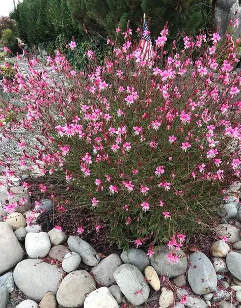 Gaura Siskiyou Pink, Pink Flowering Plants, Pink Perennial Flowers, Pink Gaura, Gaura Plant, Common Garden Plants, Pink Perennials, Flowering House Plants, Grasses Landscaping