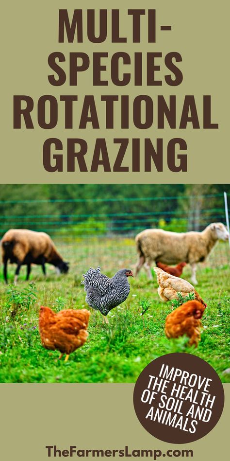 cows sheep and chickens in a pasture with words written that read multi species rotational grazing improve the health of soil and animals the farmers lamp dot com Multi Species Grazing, Multi Species Rotational Grazing, Rotational Grazing, Homestead Life, Types Of Animals, Soil Health, Soil Improvement, Raising Chickens, What Happens When You