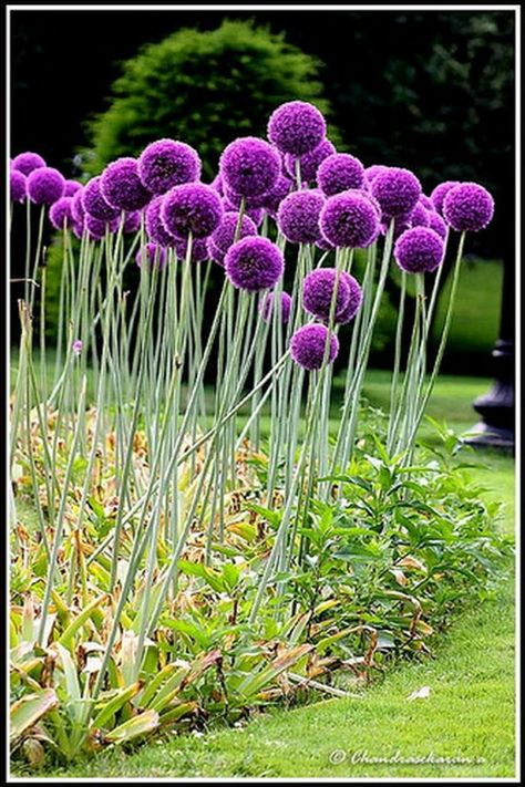 Giant Allium, Allium Globemaster, Allium Flowers, Flowers Perennials, Garden Cottage, Back Garden, English Garden, Exotic Flowers, Front Garden