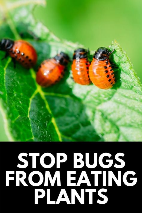 Bugs Eating Plant Leaves, Insect Eating Plants, Bug Eating Plants, Bell Pepper Plant, Flower Bed Plants, Insect Eggs, Kill Bugs, Plant Bugs, Watermelon Plant