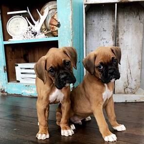 Boxer Puppies For Sale, Puppies For Sale Near Me, Boxer Love, Boxer Puppies, Adoption Process, Dogs For Sale, Puppy Adoption, Boxer Dogs, Puppies For Sale