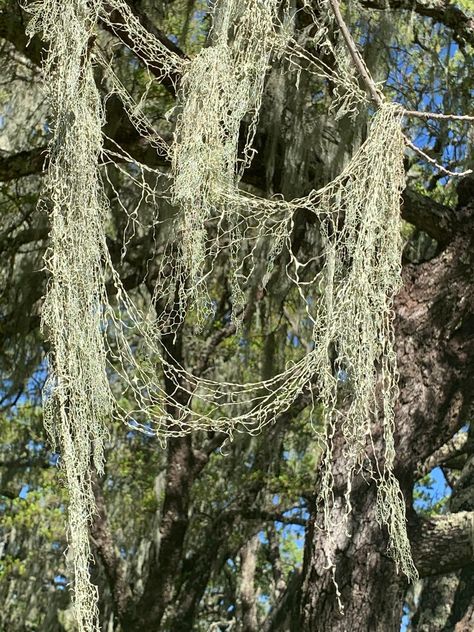 lace lichen from Moore Creek Park, Saint Helena, CA, US on April 01, 2020 at 10:11 AM by browntrekker · iNaturalist Lichen Aesthetic, Mossy Skeleton, Moss Fabric, Moss Fashion, Lichen Moss, Saint Helena, Ayurvedic Healing, State Symbols, Slime Mould