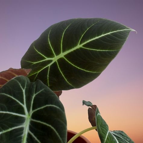 Alocasia reginula (Alocasia 'Black Velvet') Indoor Care and Propagation Alocasia Black Velvet, Alocasia Plant, Cool Mist Humidifier, Black Leaves, Potting Soil, Grow Lights, Pale Green, Black Velvet, Soil