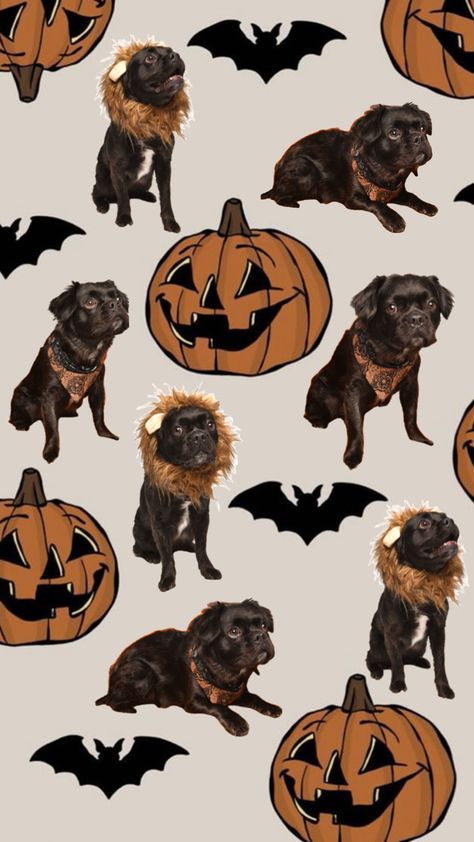 Dog Halloween Wallpaper Dog Halloween, Halloween Wallpaper, Halloween, Dogs, Quick Saves