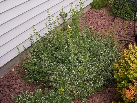 Emerald Gaiety Euonymus Emerald Gaiety Euonymus, Water Lighting, Types Of Plants, Deep Green, The Deep, Front Yard, Soil, Landscaping, Emerald