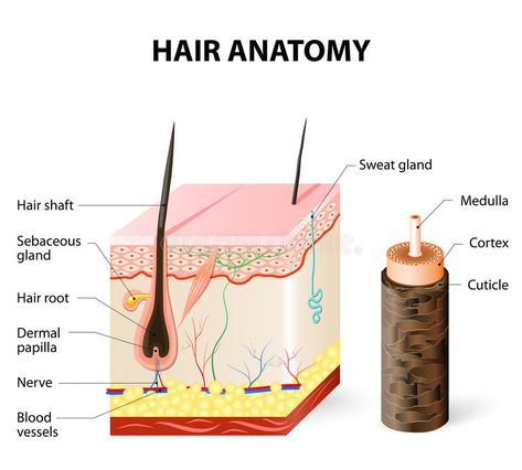 Diagram of a hair follicle in a cross section of skin layers royalty free illustration Structure Of Hair, Tree Anatomy, Hair Color Wheel, Organic Hair Mask, Hair Smoothening, Natural Hair Regrowth, Get Thicker Hair, Hair Growth Cycle, Sweat Gland