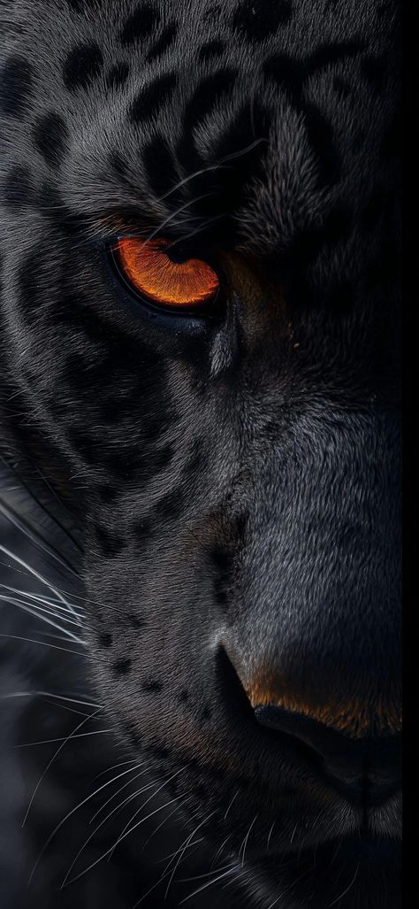 Lion Hd Wallpaper, Jaguar Wallpaper, Black Panther Cat, Panther Pictures, Wild Animal Wallpaper, Eagle Images, Dark Black Wallpaper, Tiger Wallpaper, Dark Art Photography