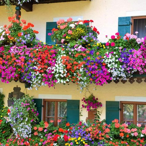 Ways to Beautiful and Productive Balcony Gardens Small Herb Gardens, Growing Herbs Indoors, Apartment Balcony Garden, Trailing Flowers, Design Cafe, Small Balcony Garden, Balcony Flowers, Balcony Plants, Herbs Indoors