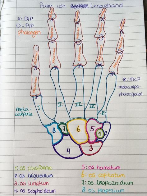 Mbbs Anatomy Notes, Bone Notes Anatomy, Hand Joints Anatomy, Bones In The Body Human Anatomy, Anatomy Of A Hand, Anatomy Bones Notes, Anatomy Bones Studying, Bone Anatomy Study, Bone Markings Anatomy