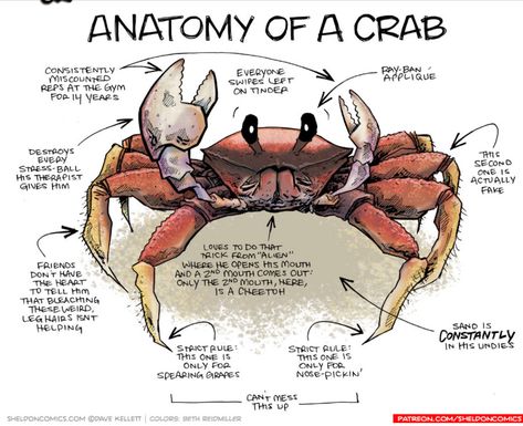 Crab Anatomy, Marine Biology Notes, Mouth Anatomy, Oceanography Marine Biology, Vet Tech School, Animal Infographic, Vet Medicine, My Future Job, Biology Facts