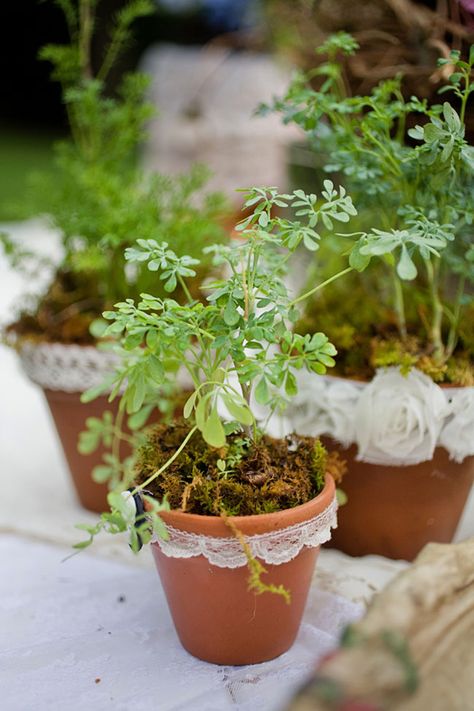 HERBS IN CLAY POTS USED FOR TABLE CENTERPIECE AND LATER USED AS PARTY FAVORS FOR THE GUESTS Clay Pot Centerpieces, Small Clay Pot, Rustic Wedding Ideas, Peter Rabbit Party, Garden Junk, Centerpieces Wedding, Spring Plants, Tea Party Garden, Wedding Table Decorations