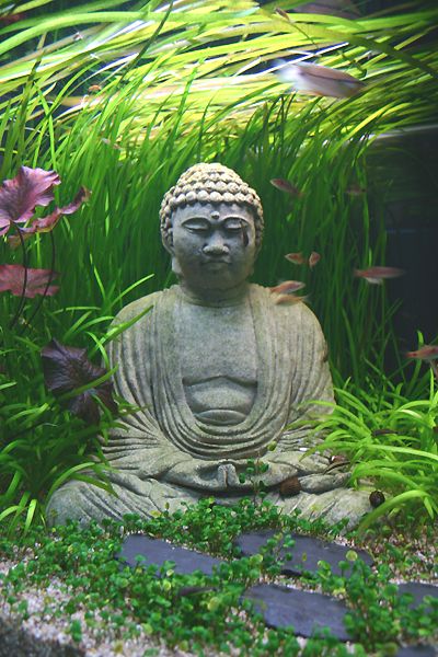 Buddha Fish Tank, Zen Aquarium Ideas, Buddha Aquarium, Aquarium Garden, Fish Tank Themes, Fish Tank Terrarium, Cool Fish Tanks, Aquascape Design, Fish Tank Design