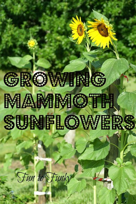 Fun to Funky: Mammoth Sunflowers + My Tips! Mammoth Sunflower, Zone 9b, Sunflower Plant, Florida Garden, Growing Sunflowers, Giant Sunflower, Planting Sunflowers, Bohemian Garden, Backyard Flowers