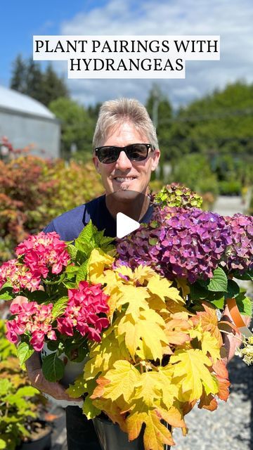 Amsterdam Garden Centre on Instagram: "🌸🌾 Discover the perfect pairings for your hydrangeas!

Want your hydrangeas to truly shine? In this video, Mike unveils 6 stunning combinations featuring hydrangeas paired with complementary shrubs and perennials. Get ready to transform your garden into a breathtaking oasis!

Here’s a sneak peek at the dazzling duos:

🌸 Hydrangea macrophylla ‘Wee Bit Giddy’ & Nepeta ‘Purrsian Blue’
🌸 Hydrangea paniculata ‘Torch’ & Escallonia ‘Pink Elle’
🌸 Hydrangea macrophylla ‘Rosso Glory Blue’ & Echinacea ‘PowWow Wild Berry’
🌸 Hydrangea arborescens ‘Invincebelle Limetta’ & Buddleia ‘Miss Molly’
🌸 Hydrangea macrophylla ‘Hi Crystal’ & Leucanthemum ‘Freak’
🌸 Hydrangea quercifolia ‘Little Honey’ & Heucherella ‘Red Rover’

📍 Don’t forget to save this post for wh Hydrangea Pairing, Cherry Explosion Hydrangea, Hydrangea Quickfire, Hydrangea Color Change, Hydrangea Species, Plant Pairings, Blue Enchantress Hydrangea, Garden Landscaping Ideas, Landscape Garden Design