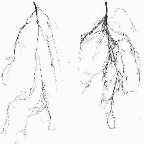 Roots. by phytopods Roots Drawing, Roots Tattoo, Vertical Farming, Metal Shirts, Root System, Plant Drawing, Abstract Tattoo, Back Tattoos, Plant Roots