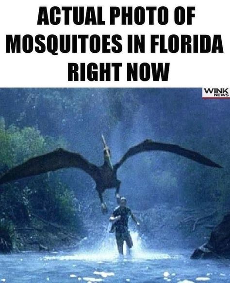 Sarah Miller Montagna on Instagram: “. I’m telling you the truth about our mosquito’s 🦟” Funny Mosquito, Florida Funny, Southern Humor, Sarah Miller, Annoying People, Daily Funny, Memes Humor, Fun Comics, Super Funny Videos