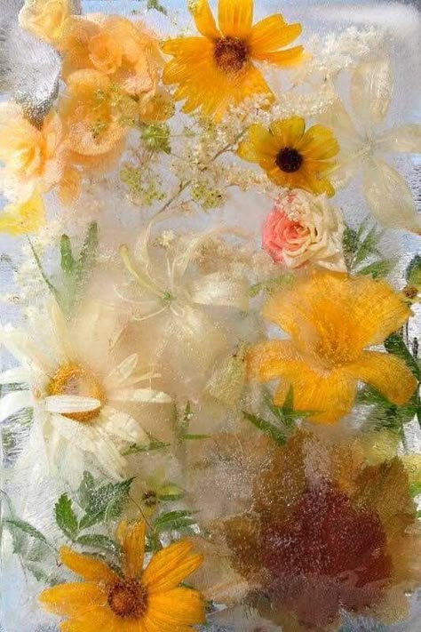 Flowers Through Condensed Glass Wallpaper, Mary Kocol, Ice Garden, Flowers In Ice, Frozen Flowers, Ice Photography, Boston Photography, From Series, Hippie Art