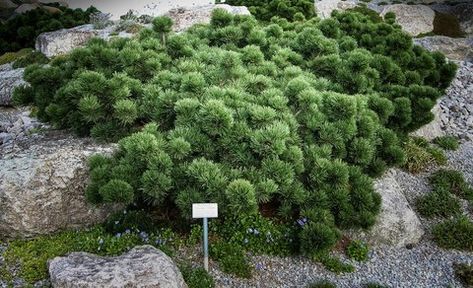 A dwarf short needled form from Hatchmann Nurseries of Germany released in 1988 Conifer Garden, Mugo Pine, Pinus Mugo, Evergreen Groundcover, Conifers Garden, Evergreen Garden, Ground Cover Plants, Family Garden, Unusual Plants