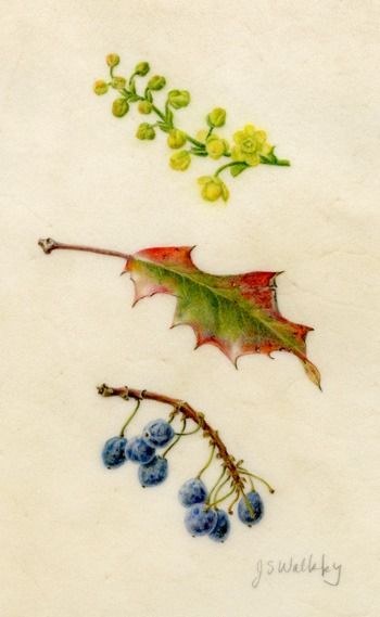 The Primaries: Oregon Grape Grape Sketch, Oregon Grape Flower, Grape Flower, Oregon Grape, Yellow Blossom, Plant Tags, State Of Oregon, Bright Winter, Cold Spring