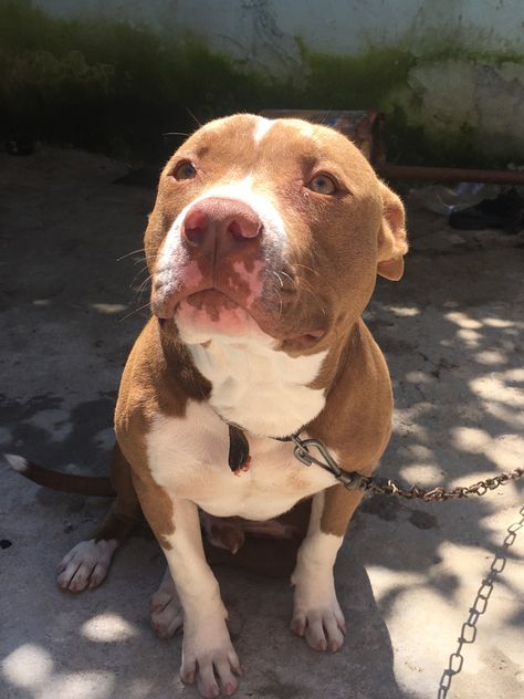 Tan And White Pitbull, Pitbulls Brown, Pit Mix Dogs, Light Brown Pitbull, Tan Pitbull, White Pitbull Puppies, Pitbull Colors, Brown Pitbull, Pitbull Aesthetic