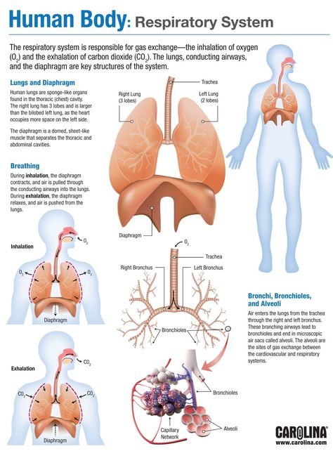 Respiratory System Infographic, 11 Body Systems, Respitory System Notes, Respritory System, Human Respiratory System Diagram, Respiratory System Diagram, Memes Nursing, Respiratory System Anatomy, Nursing Pictures