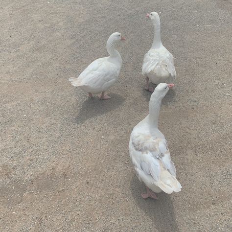 White Duck Aesthetic, White Ducks Aesthetic, Eternal Summer, Iwatobi Swim Club, White Ducks, Swim Club, Gray Aesthetic, Brown Aesthetic, White Beige