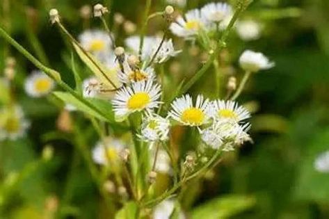 1000 Daisy Fleabane Seeds Daisy Fleabane, Gardening Seeds, Grow Wildflowers, Biennial Plants, Organic Mulch, Border Plants, Seed Germination, Tree Seeds, Grass Seed