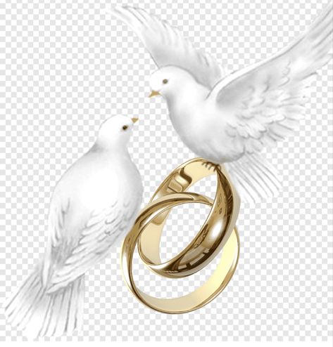 Wedding Ring Png, Dove Wedding, Free Invitation Cards, Engagement Photo Props, Birthday Background Design, Wedding Artwork, Silhouette Cake Topper, Wedding Doves, Silhouette Cake