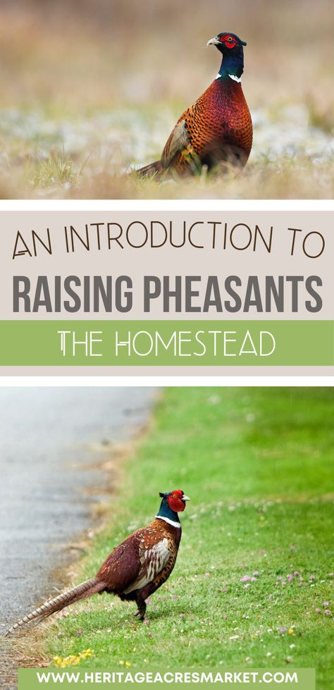 Pheasant Coop Ideas, Raising Pheasants, Pheasant Farm, Pheasant Eggs, Upland Bird Hunting, Ring Necked Pheasant, Backyard Poultry, Backyard Vegetable Gardens, Bird Hunting