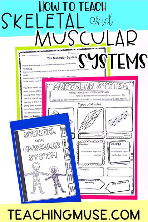 This image contains: three worksheets for teaching the skeletal and muscular systems Skeletal System Elementary, Muscular System Project, Muscular System Worksheet, Teaching The Skeletal System, Skeletal And Muscular System Activities, Muscular System Activities, Muscular Skeletal System, Human Systems, Skeletal And Muscular System