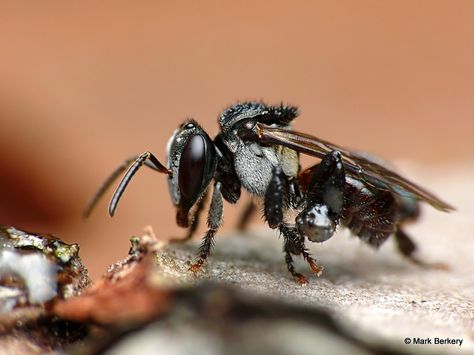 stingless bee | Trigona Stingless Bees and Kinds of Bees Bee Identification, Stingless Bees, Petyr Baelish, Farming System, I Love Basketball, Winter Palace, Homestead Survival, Creepy Crawlies, Love And Basketball