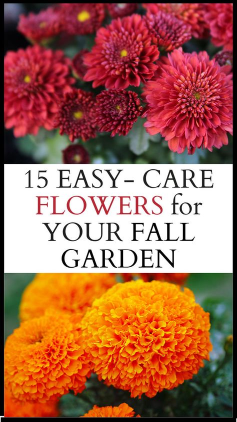 15 easy care flowers for your fall garden. photo of red asters and orange marigolds Flowers To Plant For Fall, Landscape Ideas Perennials, Fall Plants For Outside, Fall Flowers To Plant In August, Fall Flowers To Plant, Fall Gardening Ideas, Flowers For The Garden, Flower Hacks, Fall Blooming Flowers