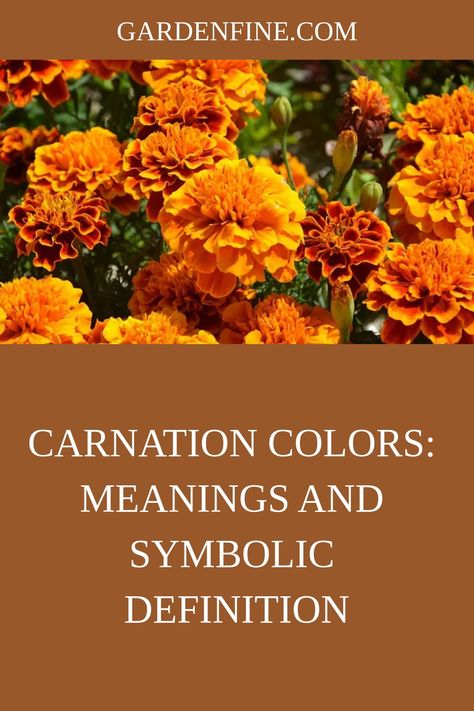 Did you know that there are many different meanings to the color carnation? From being happy and positive to gentler and romantic, there’s a reason why this Carnation Color Meaning, Carnation Symbolism, Carnations Meaning, White Carnations Aesthetic, Event Committee, Carnation Flower Meaning, Carnation Wedding Bouquet, Orange Carnations, Carnation Flower Tattoo