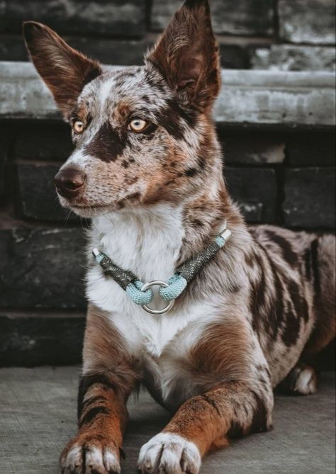 Australian Koolie Dog, Cute Mutt Dogs, Mutt Dog Aesthetic, Australian Koolie, Koolie Dog, Kelpie Dog, Mutt Dog, Blue Heeler Dogs, Dog Lady