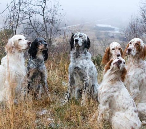 English Setter Puppies, English Setter Dogs, English Setters, Dog World, Gordon Setter, The Gentleman, Bird Dogs, English Setter, Irish Setter