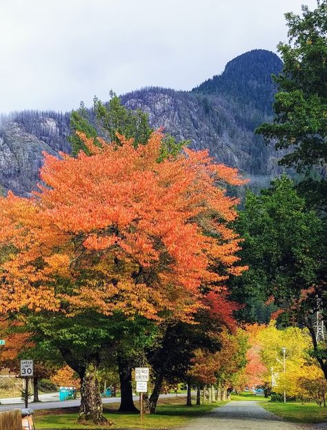 Fall Color in Washington - FineGardening Virginia Fall Foliage, Colorado Fall Foliage, Fall Foliage Washington State, West Virginia Fall Foliage, Massachusetts Fall Foliage, Fine Gardening, Fall Color, Fall Colors, Beautiful Colors