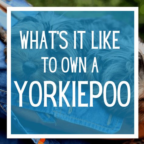 What's It Like To Own A Yorkiepoo? - Lover Doodles Yorkie Poo Full Grown, Yorkie Poo Haircut, Non Shedding Dogs, Yorkie Poo, Hip Dysplasia, Types Of Coats, Practical Jokes, Lap Dogs, Dna Test