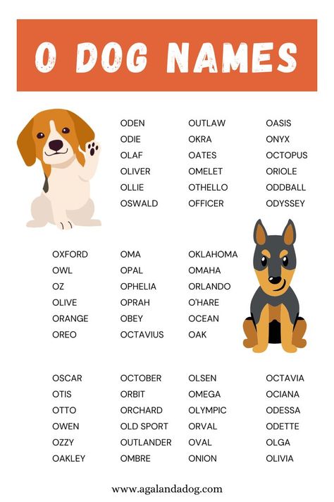 List o o dog names. Puppy Names Unique, Unique Dog Names, Boy Dog Names, Girl Dog Names, Female Dog Names, Bearded Dragon Cute, Cute Names For Dogs, Bernedoodle Puppy, Holy Moly