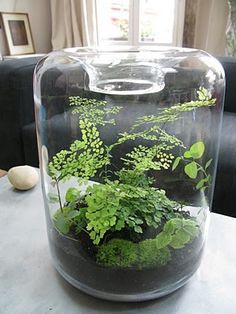 In this post I will show some terrarium types and how to maintain them. Altogether I know about 5 different types of terrariums.  1. Cacti- Cacti terrariums love dry surroundings, so it's best tha... Tanaman Air, Taman Air, Beautiful Terrariums, نباتات منزلية, Mini Plant, Plant Terrarium, Deco Nature, Moss Terrarium, Bottle Garden