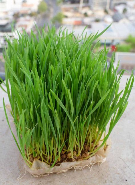 Growing Wheat Grass, Wheat Grass Shots, Natural Immune Boosters, Gardening Tricks, Grow Garden, Hobbies For Kids, Plastic Food Containers, Smoothie Blender, Wheat Grass