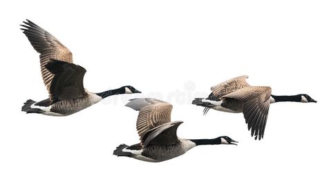 Canada Goose flying in group. Isolated on white , #affiliate, #flying, #Goose, #Canada, #white, #Isolated #ad Birds Reference, Goose Flying, Farm Scene Painting, Goose Drawing, Flying Goose, Geese Flying, Fly Drawing, Flying Ducks, About Canada