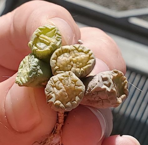 Lithops Care, Lithops Garden, Lithops Succulents, Succulent Propagation, Succulent Species, Cactus Seeds, Succulent Seeds, Propagating Succulents, Growing Succulents