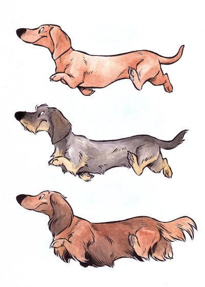 Dachshund Art, 강아지 그림, Weenie Dogs, Dachshund Love, Weiner Dog, Dog Illustration, Wiener Dog, Dog Drawing, Drawing Tutorials