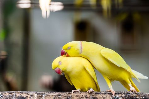 Ring Necked Parakeet, Cockatiel Bird, Indian Ringneck, Indian Ring, Ring Neck, Budgies Bird, Indian Rings, Parrots Art, Bird Stand