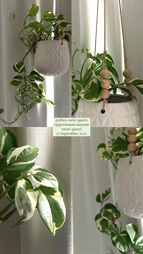 Snow Queen Plant, Plants Pothos, Plant Goals, Plant Room, Room With Plants, Snow Queen, Queen, Plants