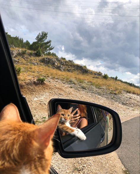 Cat travel cute lol Road Trip With Cat, Cat Road Trip, Travel With Cat, 2025vision Board, Cat In Car, Cat Hiking, Traveling With Cats, Road Trip With Dog, Travel Cat