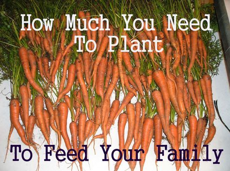 How Much Should I Plant To Feed My Family For A Year? Just in case I ever get that ambitious. Garden Veggies, Edible Cake, Food Garden, Veggie Garden, Edible Garden, Growing Food, Farm Gardens, Lawn And Garden, Growing Vegetables