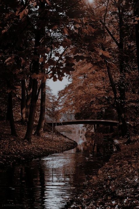 Brown Eyes Aesthetic, Dark Academia Wallpaper, Venomous Snakes, Dark Autumn, Pretty Landscapes, Autumn Scenery, Dark Academia Aesthetic, Fantasy Aesthetic, Fall Pictures