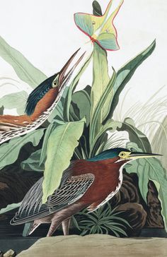 Antique Bird Illustration, Audubon Prints, Heron Art, Green Heron, Audubon Birds, James Audubon, Birds Of America, Nature Posters, John James Audubon